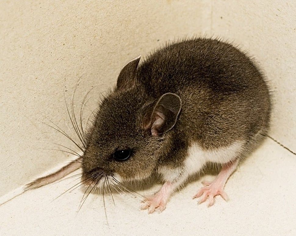 Confirmed case of Hantavirus in US by May 15? card icon
