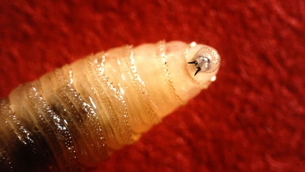 icon for Screwworm National Emergency declared by August 30?